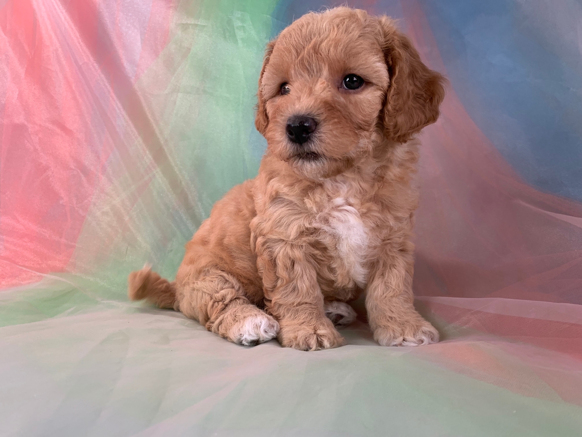 Female Apricot Bichon Poo Puppy for Sale DOB 5-20-2022, $1200